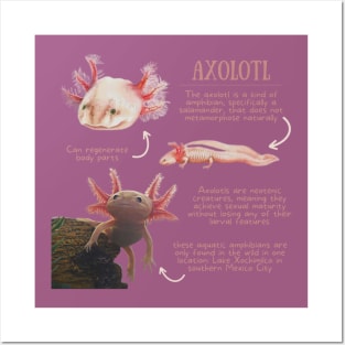 Animal Facts - Axolotl Posters and Art